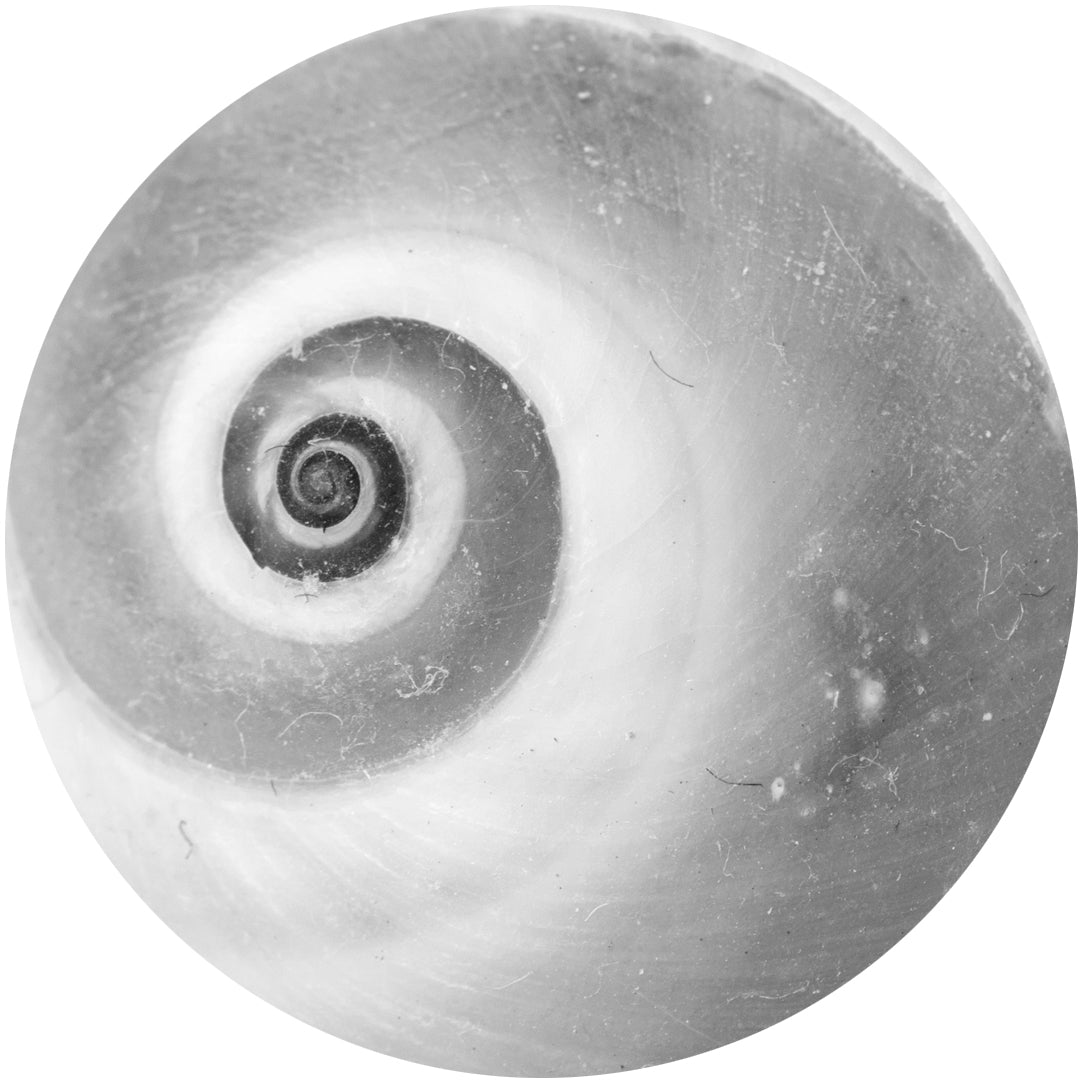 Cone Snail Venom Ingredient